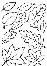 Coloring Leaves Autumn sketch template