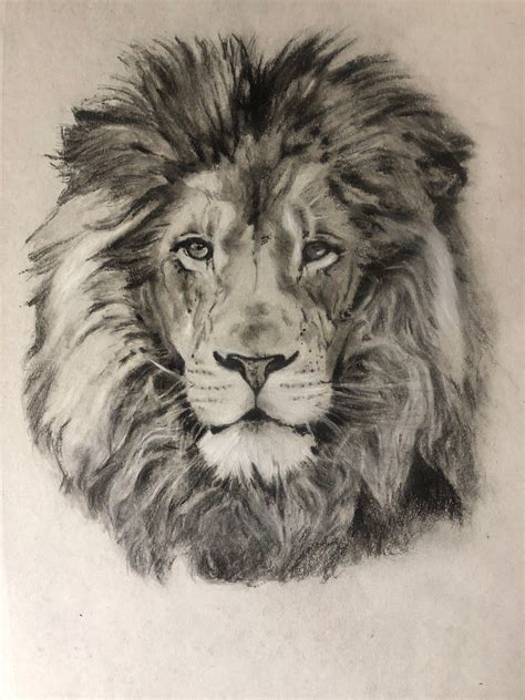 draw  realistic lion  drawing tutorials