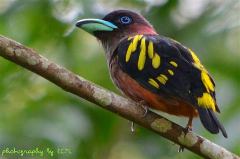 banded broadbill birdforum