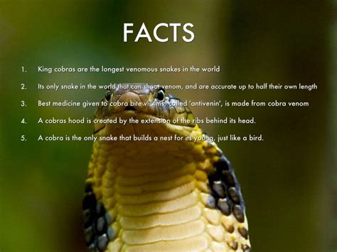 king cobra facts  pic king cobra cobra facts