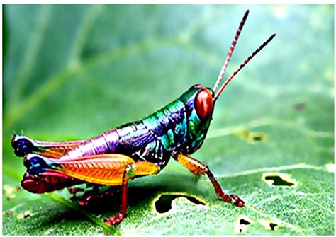 serangga insect  model pernafasannya
