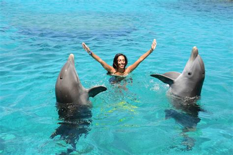 swim  dolphins  ubicaciondepersonascdmxgobmx