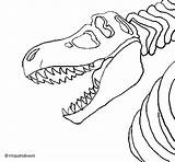 Rex Coloring Skeleton Tyrannosaurus Pages Colorear Coloringcrew Getdrawings Getcolorings sketch template