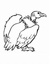 Vulture Coloring Pages Drawing Print Clipart Color Kids Bird Head Birds Clipartmag sketch template