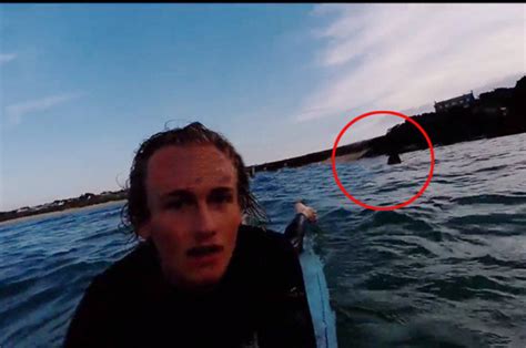 massive shark knocks cornwall surfer off board in terrifying video daily star