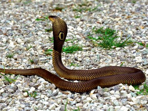 knowledge point king cobra snake facts