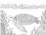 Tartaruga Coralli Tortue Nell Nuoto Progettazione Zendoodle Difficile Oceano Bei sketch template