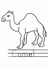 Camel Coloring Color Kids Answers Pdf Dot Answersingenesis sketch template