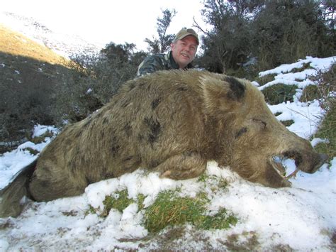 boar hunting  zealand safaris