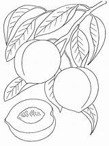 Coloring Peach Pages Fruits Color Recommended Kids sketch template