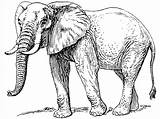 Elephant Coloring Pages Printable Realistic sketch template