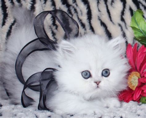 teacup persian kittens  cute miniature persian cat biological science picture directory