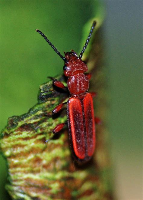 mobugs red flat bark beetle