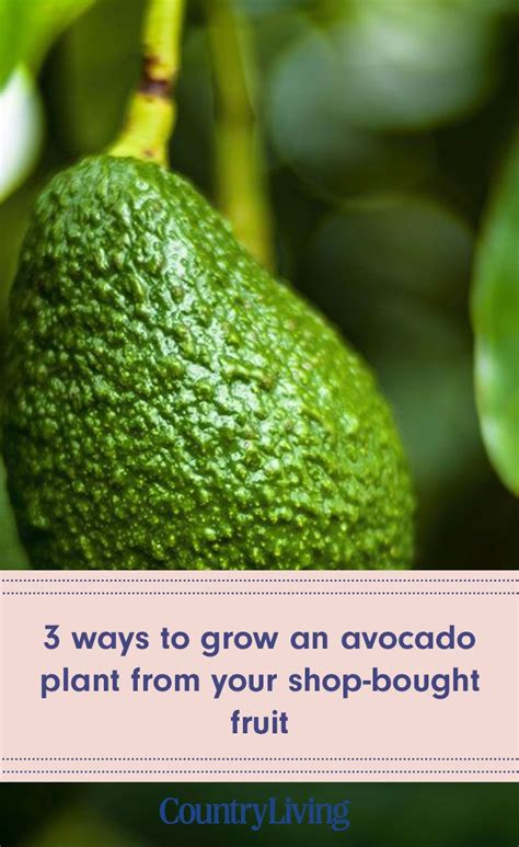 3 Ways To Grow An Avocado Plant From Your Shop Bought Fruit Avocado