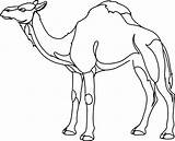 Unta Mewarnai Ausmalbilder Hitam Kamel Ausmalbild Sonstige Pikpng Clker sketch template