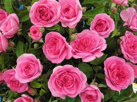 gertrude jekyll lt potted david austin classic english shrub  climbing rose stunning