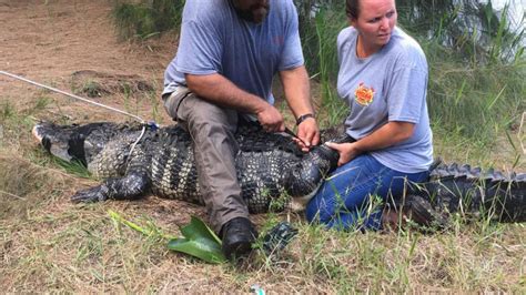 fwc body of woman killed by alligator found wear