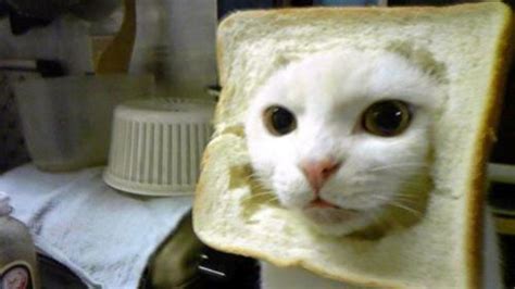 cat breading know your meme