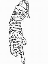 Tigers Coloring sketch template