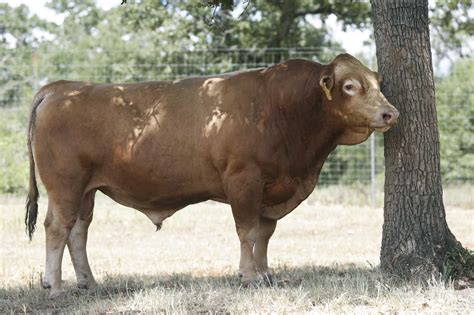 japanese wagyu beef  profitable  niche  texas cattlemen