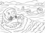 Otter Otters Wydry Kleurplaat Morskie Kolorowanka Supercoloring Urocze Onlinecoloringpages Wydra Coloringbay Designlooter Drukuj Voorbeeldsjabloon sketch template