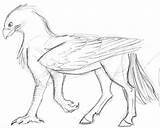 Hippogriff Coloring Pages Buckbeak Draw Creatures Easy Drawings Griffin Sketch Sketches Potter Harry Drawing Mythical Printable Animal Mythological Fantasy Colorings sketch template