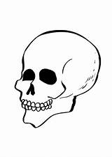Skull Coloring Pages Bones Printable Template Kids Gif sketch template