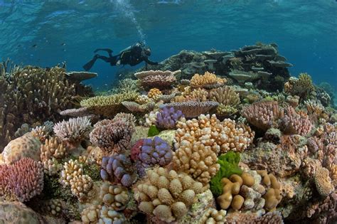 esta es la importancia de cuidar los arrecifes de coral hogar de millones de especies poresto