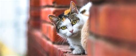 kitty     outdoor cat