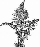 Fern Clipart Plant Helechos Ferns Vascular Openclipart Hojas Pflanze Farn Designlooter 28kb Library 4vector Webstockreview Flores sketch template