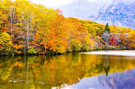 무료 이미지 경치 나무 자연 목초지 햇빛 꽃 못 반사 색깔 가을 일본 시즌 단풍잎 활엽수림 가가