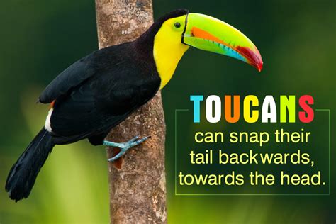undeniably interesting facts   colorful toucan bird eden