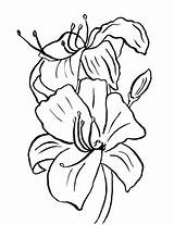 Coloring Lily Printable Pdf Samanthasbell sketch template