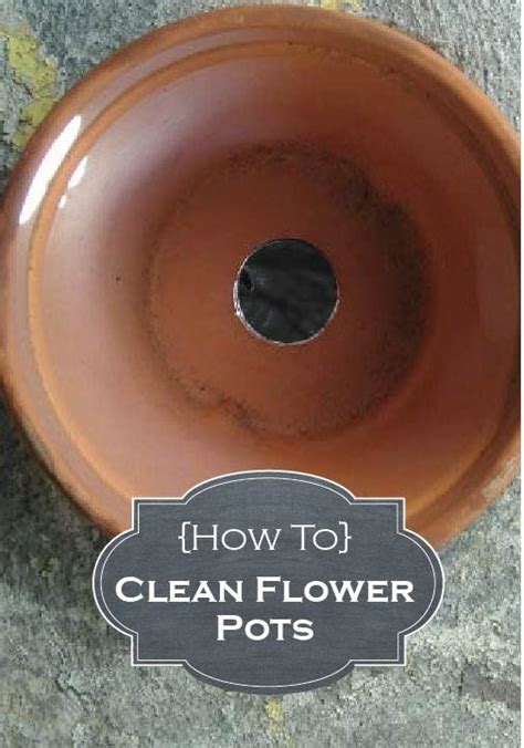 care   clean  flower pots flower pots clean flowers