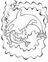 Orca Coloring Pages Whale Cuddling Momma Baby Color Designlooter Getdrawings Getcolorings Printable sketch template