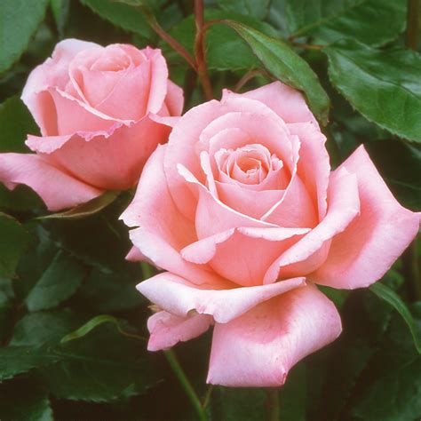photo tea rose blooming flower fragrance   jooinn