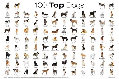 tdf blog sharing  dog breeds chart dog breeds list dog breed poster