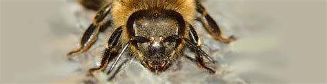 hey 5 eyes 5 facts about honey bees eyes uk