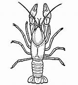 Crawfish Drawing Crayfish Coloring Clipart Printable Pages Colouring Jpeg Cartoons Views sketch template