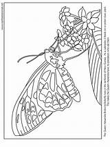Coloring Rica Costa Pages Getcolorings Butterfly sketch template