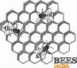 Honeycomb Bumblebee Malvorlage Bees sketch template