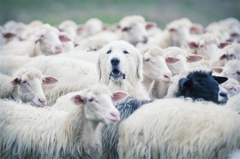sheep  sheepdogs  havok journal