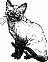 Gato Preciosas Diviértete Pintando sketch template