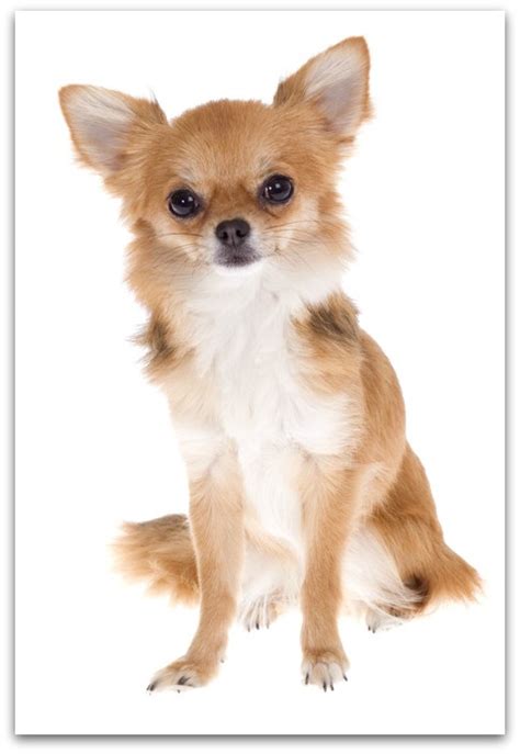 miniature toy dog breeds miniature dog breeds toy dog breeds