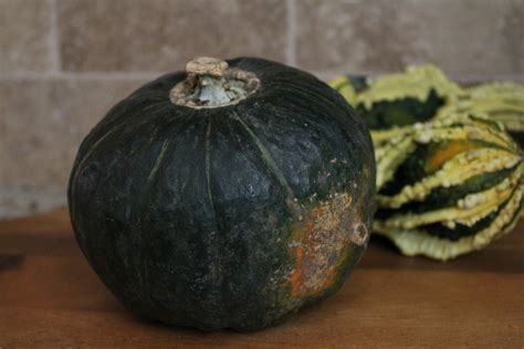 winter squash recipes jeanettes healthy living