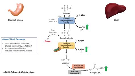 ethanol absorption  metabolism alcohol metabolism pathway youtube