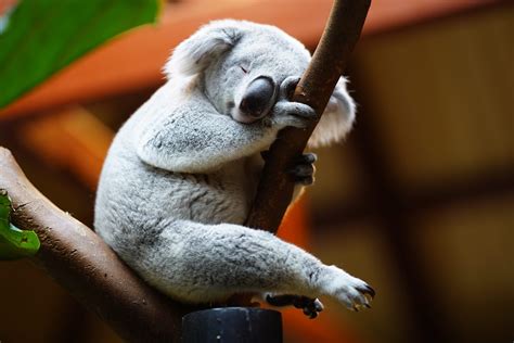 koala mode de vie comportement  alimentation faune sauvage autour des animaux