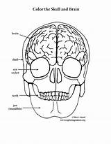 Brain Coloring Skull Pages Anatomy Human Pdf Printable Side Right Elementary Getcolorings Drawing Print Color Sheet Getdrawings Book sketch template