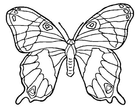 butterfly images  coloring