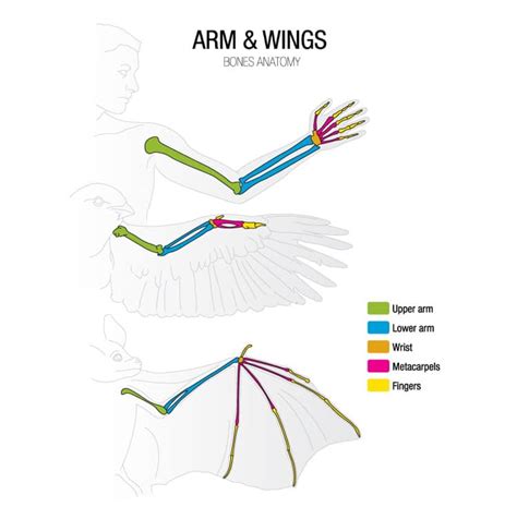 bird anatomy complete guide including feet skeleton wings
